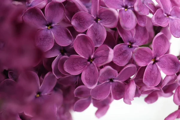 Vue Rapprochée Belles Fleurs Lilas Sur Fond Blanc — Photo