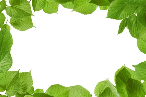 Πλαίσιο Από Όμορφα Ζωντανά Πράσινα Φύλλα Λευκό Φόντο — Φωτογραφία Αρχείου