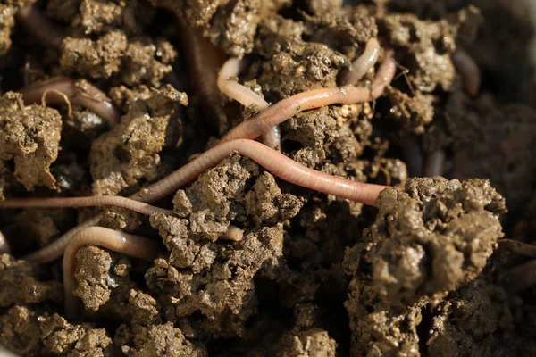 stock image Many worms crawling in wet soil on sunny day, closeup