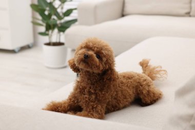 Evdeki rahat koltukta dinlenen sevimli Maltipoo köpeği. Sevimli hayvan