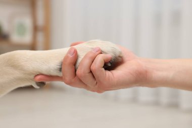 Evdeki adama patisini uzatan köpek, yakın plan.