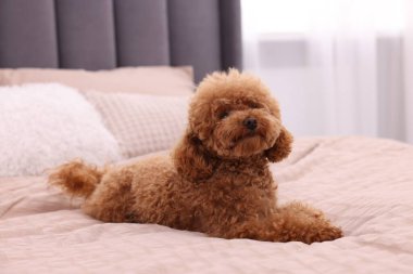 Evdeki yumuşak yatakta tatlı bir Maltipoo köpeği. Sevimli hayvan
