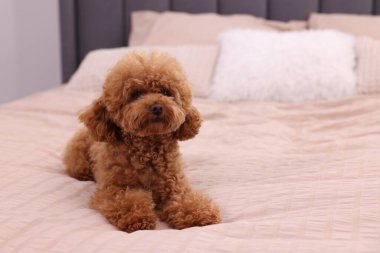 Tatlı Maltipoo köpeği yumuşak yatakta, mesaj için yer var. Sevimli hayvan