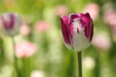 Güneşli bir günde, açık havada büyüyen güzel, parlak lale, yakın plan. Metin için boşluk