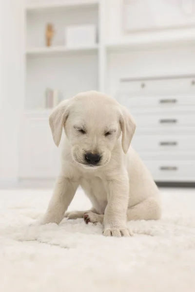 Cute Little Puppy White Carpet Home — Stock Photo, Image