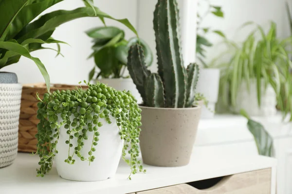 Many Green Potted Houseplants Table Closeup — Stock Photo, Image