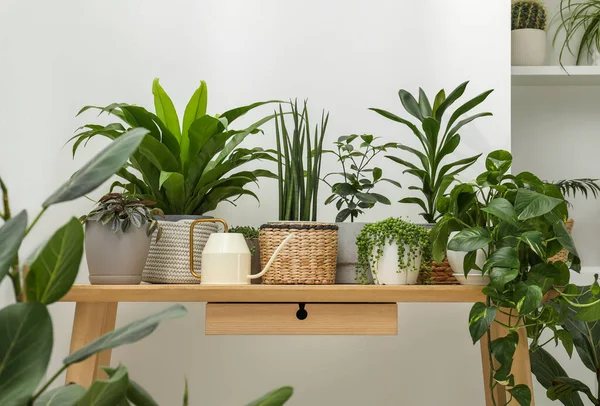Viele Grüne Topfpflanzen Auf Holztisch Neben Weißer Wand — Stockfoto