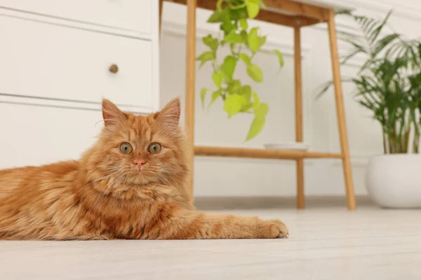 自宅で床の上に愛らしい赤い猫 — ストック写真