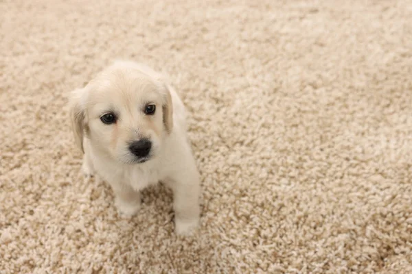 Cute Little Puppy Beige Carpet Space Text — Stock Photo, Image