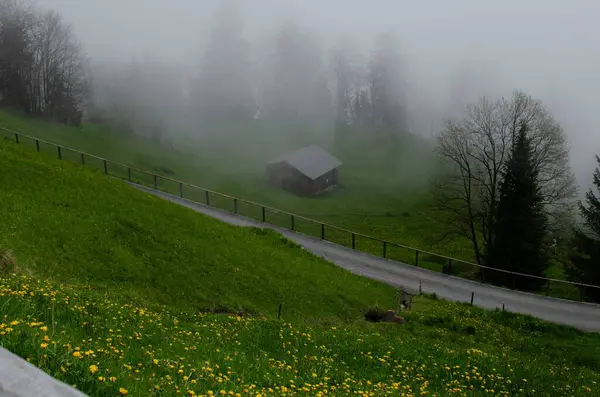 山雾笼罩着植物和树木的山谷风景如画 — 图库照片