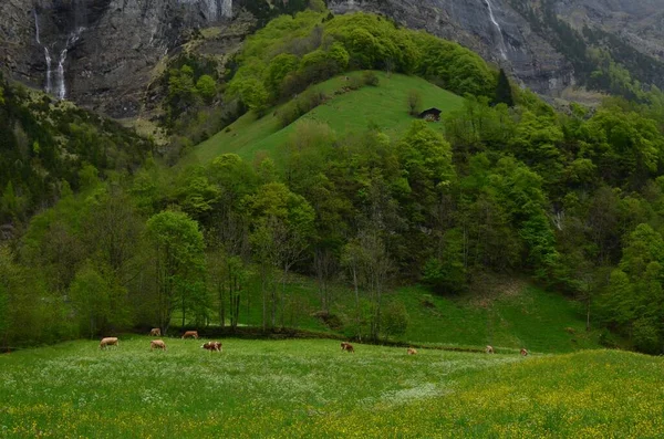 Yüksek Dağlardaki Yeşil Çayırlarda Otlayan Ineklerin Güzel Manzarası — Stok fotoğraf