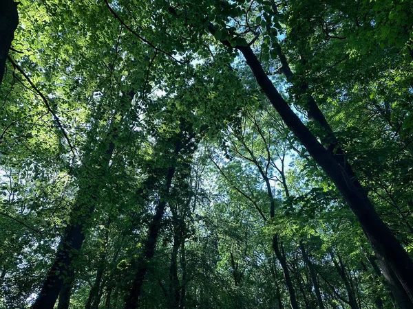 Vysoké Zelené Stromy Lese Nízký Úhel Pohledu — Stock fotografie