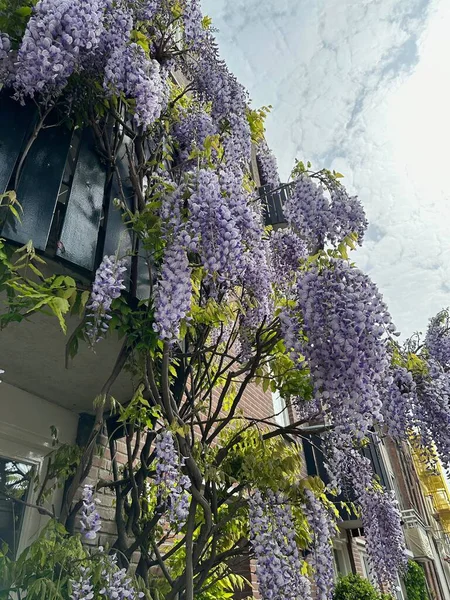 Güzel çiçek açan Wisteria Sarmaşığı olan bir bina, düşük açılı bir manzara.