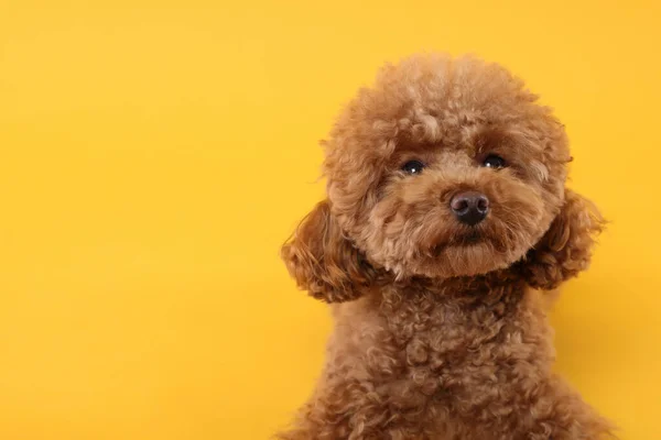 Cute Maltipoo Dog Orange Background Space Text Lovely Pet Stock