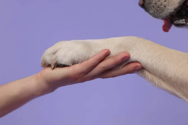 紫色の背景に男に足を与える犬 クローズアップ — ストック写真