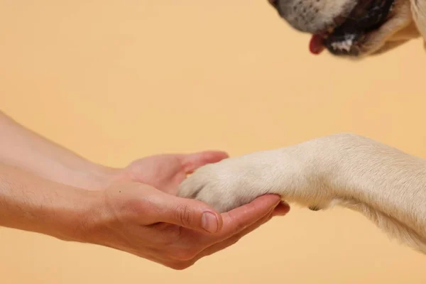 Hond Geven Poot Aan Mens Beige Achtergrond Close — Stockfoto