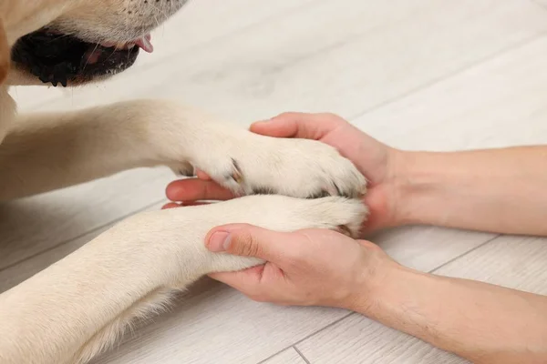 Σκύλος Δίνει Πόδια Στον Άνθρωπο Στο Σπίτι Closeup — Φωτογραφία Αρχείου