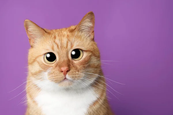 Lustigt Husdjur Söt Katt Med Stora Ögon Lila Bakgrund Utrymme — Stockfoto