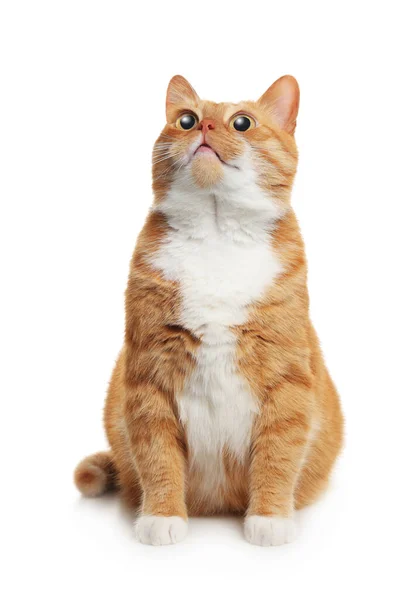 Funny Pet Cute Surprised Cat Big Eyes White Background — Stock Photo, Image