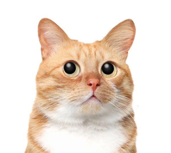 Lustigt Husdjur Söt Katt Med Stora Ögon Vit Bakgrund — Stockfoto