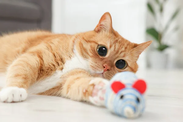 Funny pet. Cute cat with big eyes playing with toy mouse at home