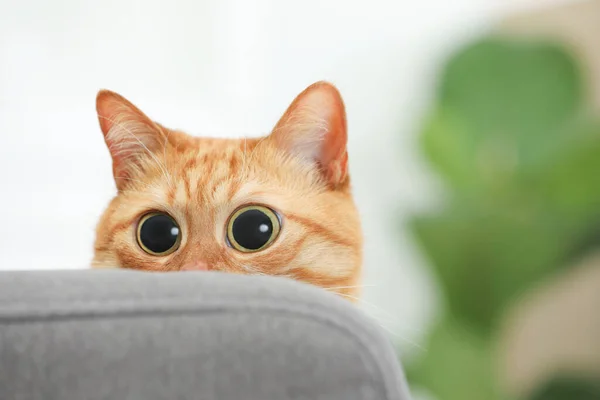 Graciosa Mascota Lindo Gato Jengibre Sorprendido Con Grandes Ojos Casa — Foto de Stock