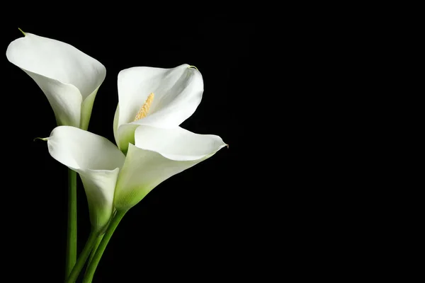 Красиві Квіти Кали Чорному Тлі Простір Тексту — стокове фото