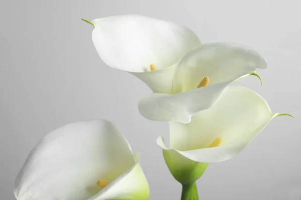 Красивые Калла Лилия Цветы Белом Фоне Крупным Планом — стоковое фото