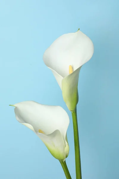 Живые Цветы Светло Голубом Фоне — стоковое фото