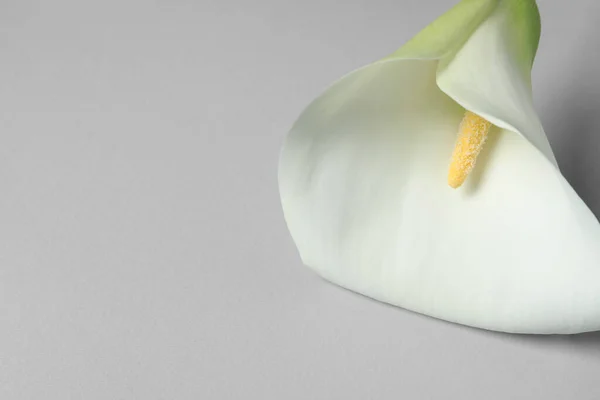 Bunga Lili Calla Indah Pada Latar Belakang Putih Closeup Ruang — Stok Foto
