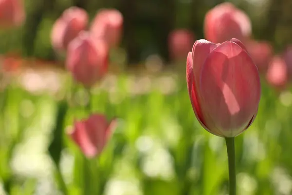 Розовые Тюльпаны Растущие Открытым Небом Солнечный День Приживаются Пространство Текста — стоковое фото
