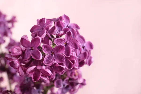 stock image Closeup view of beautiful lilac flowers on blurred background, space for text