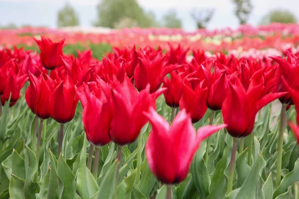 Lindas Flores Tulipa Vermelha Crescendo Campo — Fotografia de Stock