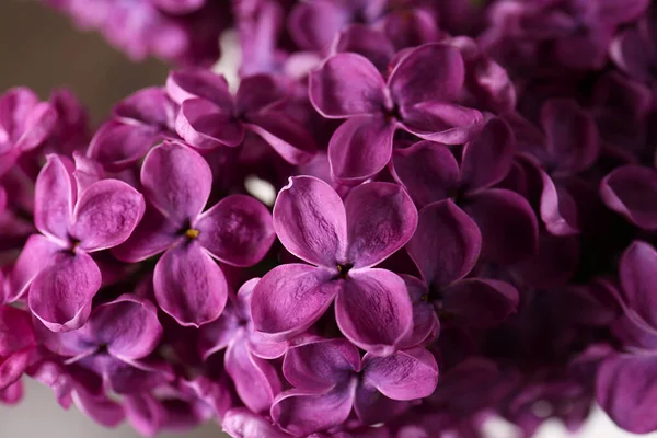 Piękne Kwiaty Lilii Rozmytym Tle Zbliżenie — Zdjęcie stockowe