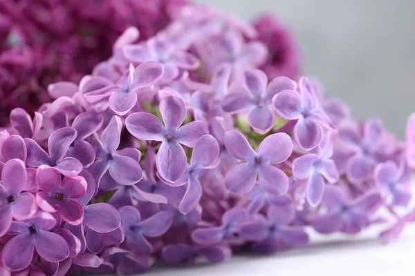 Hermosas Flores Color Lila Sobre Fondo Borroso Primer Plano — Foto de Stock