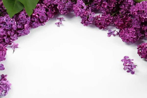 白い背景の美しいライラックの花 テキストのためのスペース — ストック写真