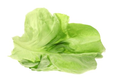 Beyaz üzerine izole edilmiş taze yeşil marul yaprağı.