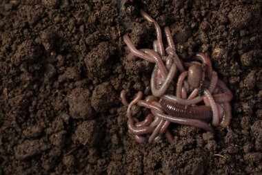Islak toprakta bir sürü solucan, üst manzara. Metin için boşluk
