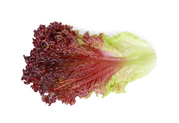 stock image Leaf of fresh red coral lettuce isolated on white