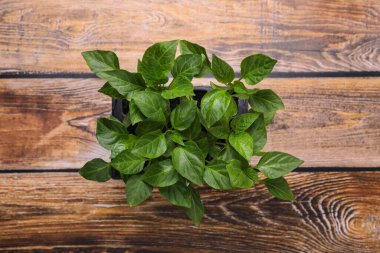 Tohumlar plastik kabın içinde yetişiyor. Ahşap arka planda toprak var. Üst manzara. Bahçe sezonu