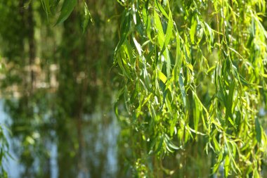 Güneşli bir günde, açık havada yeşil yaprakları olan güzel söğüt ağacı, yakın plan. Metin için boşluk