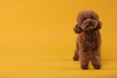 Turuncu arka planda sevimli Maltipoo köpeği, mesaj için yer var. Sevimli hayvan