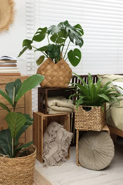 Différentes Belles Plantes Intérieur Vertes Dans Salon — Photo