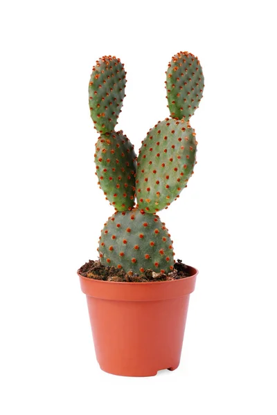 stock image Beautiful green Opuntia cactus in pot on white background