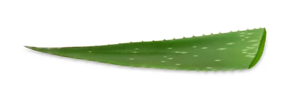 Zöld Aloe Vera Levél Elszigetelt Fehér — Stock Fotó