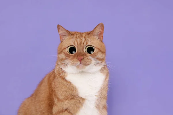 Αστείο Κατοικίδιο Χαριτωμένη Γάτα Έκπληξη Μεγάλα Μάτια Μωβ Φόντο — Φωτογραφία Αρχείου
