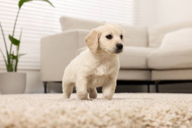 Evdeki bej halıda şirin bir köpek yavrusu.