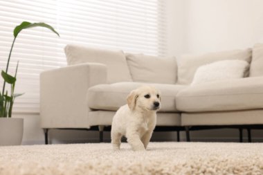 Evdeki bej halıda şirin bir köpek yavrusu.