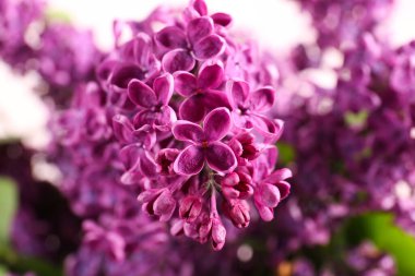 Closeup view of beautiful lilac flowers on blurred background