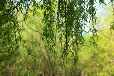 Güneşli bir günde yeşil yaprakları olan güzel söğüt ağacı.